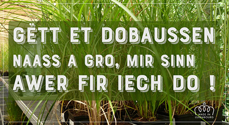 Pestizidfreien Gräser aus unserer Gärtnerei